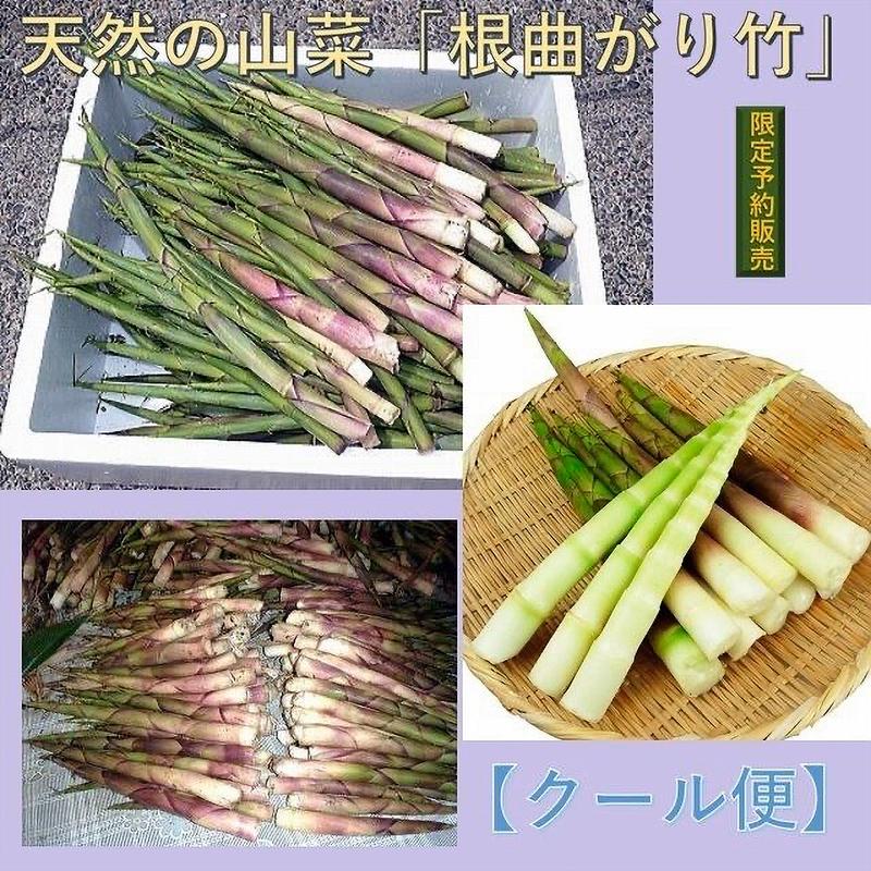 天然山菜 天然根曲がり竹/3Kg自然の恵み 限定予約販売 山形県飯豊連峰 