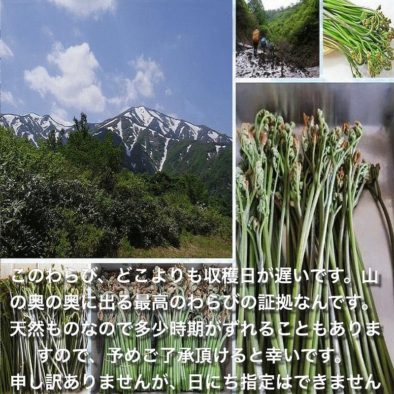 早期予約受付中 天然山菜 天然生わらび/８Kｇ 宮城県産 自然の恵み 限定予約販売 送料無料の画像