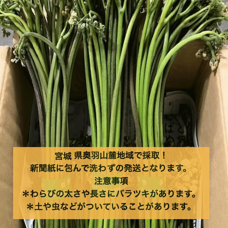 早期予約受付中 天然山菜 天然生わらび/１０Kｇ 宮城県産 自然の恵み 限定予約販売 送料無料の画像