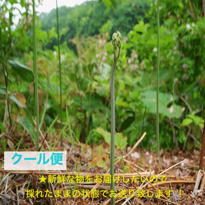 早期予約受付中 天然山菜 天然生わらび/１０Kｇ 宮城県産 自然の恵み 限定予約販売 送料無料の画像