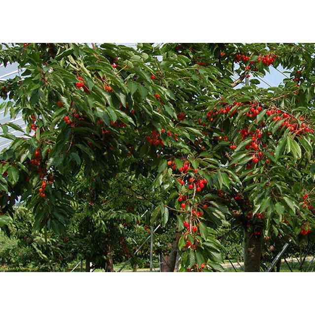 期間限定予約販売【さくらんぼ:紅秀峰/秀品】【2Kg /バラ詰】【Lサイズ以上〜混合】山形県産【送料無料】|cmtdesign|05