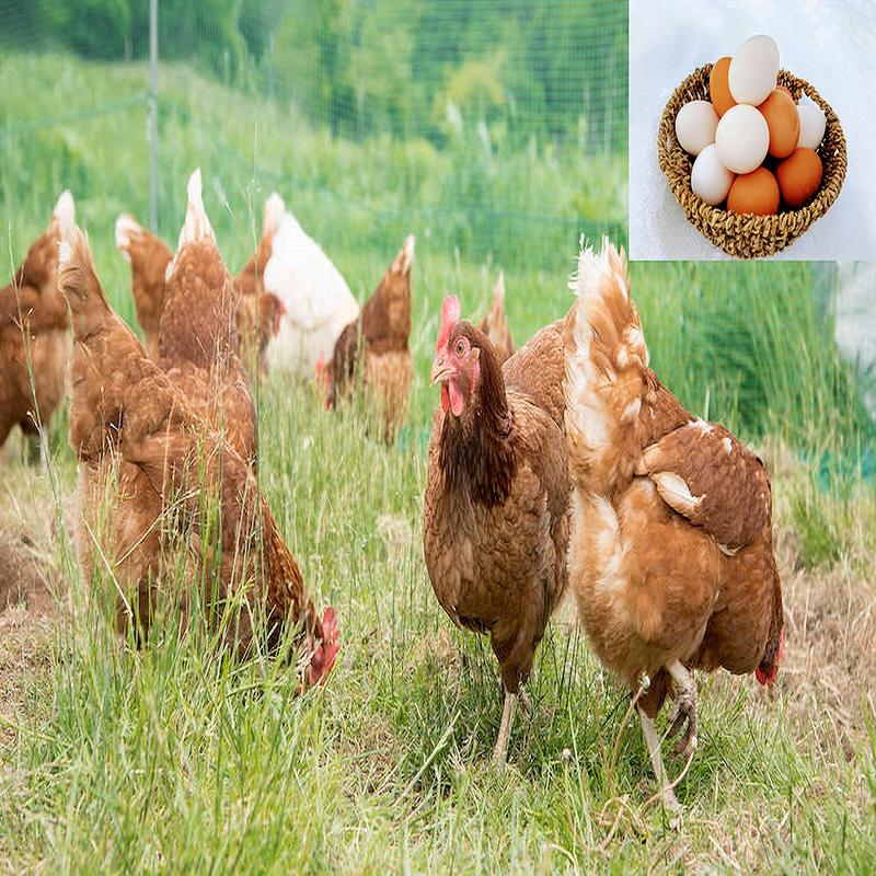 平飼い卵 山形県飯豊町産 24個（6個入/パック×4パック）産地直送