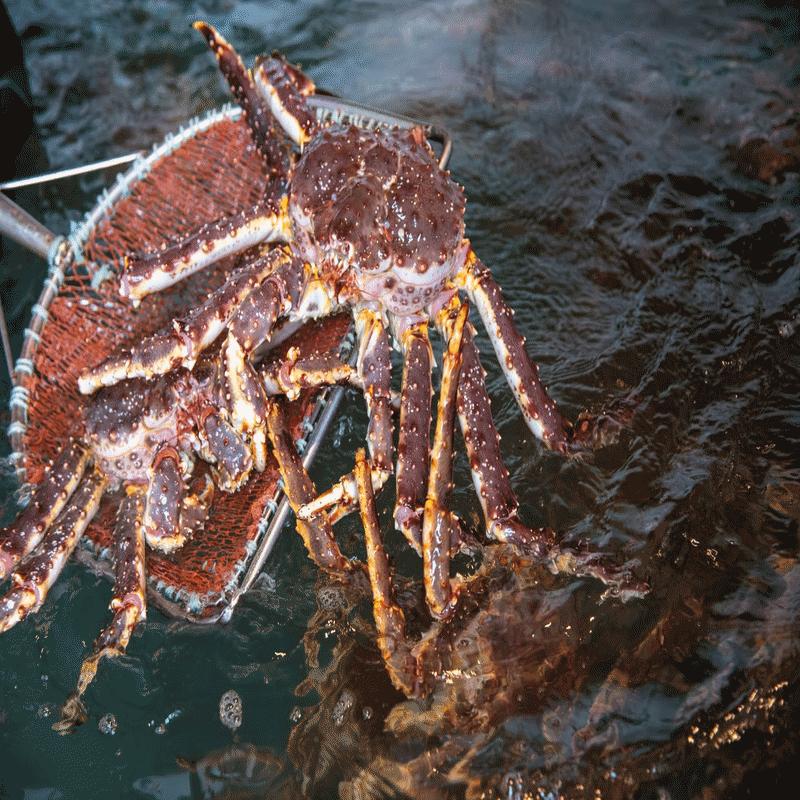 北海道根室産タラバガニ内子 瓶詰/80g×5セット 冷凍 送料無料 産地