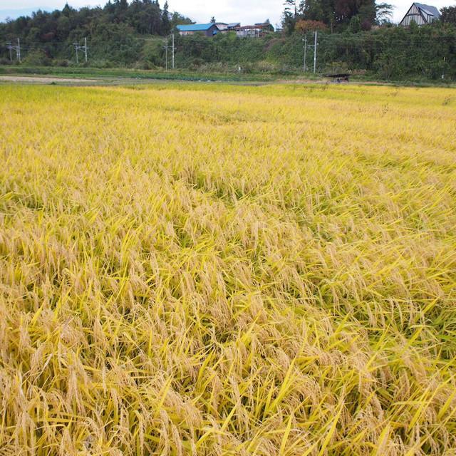 山形県産雪若丸 米 玄米 30kg 令和7年産 精米無料 白米 分づき 当日精米 送料無料_5