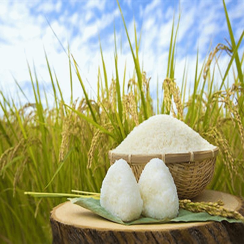 新米 20Kg 販売 送料無料 当日精米 令和7年度産 山形県産 お米 雪若 新米 20kg