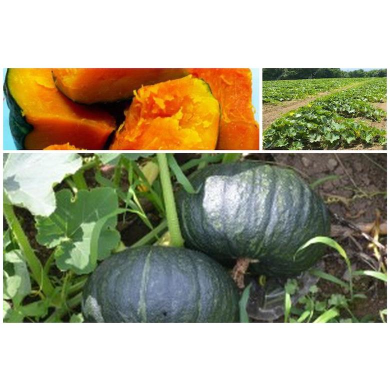 新鮮野菜 早期予約 カボチャ 栗天下 くりてんか 10kg 箱 青森県産 業務用 大量販売 Sh こだわり市場yahoo 店 通販 Yahoo ショッピング