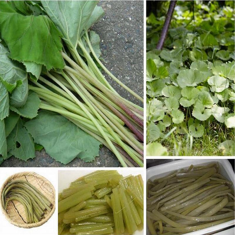 予約販売 天然山菜 山ふきの塩漬け5Kg/箱 自然の恵み 山形県飯豊町産