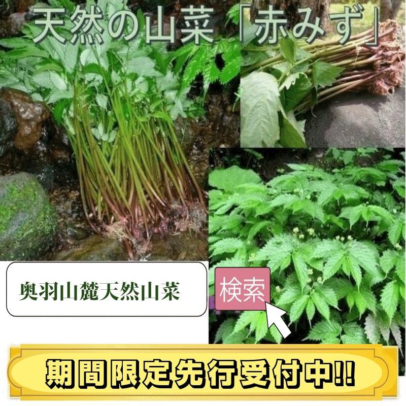 天然山菜 業務用 完全予約販売 秋田県産天然みず ウワバミソウ 20Kg 産地直送 送料無料の画像