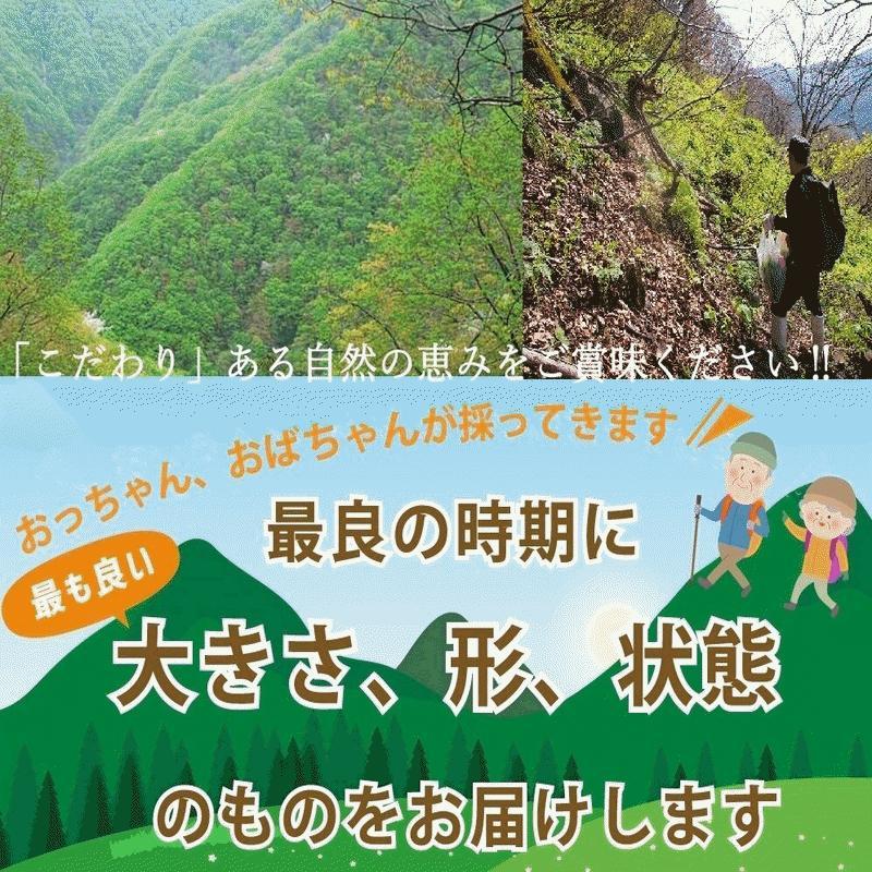 天然山菜 業務用 完全予約販売 秋田県産天然みず ウワバミソウ 20Kg 産地直送 送料無料の画像