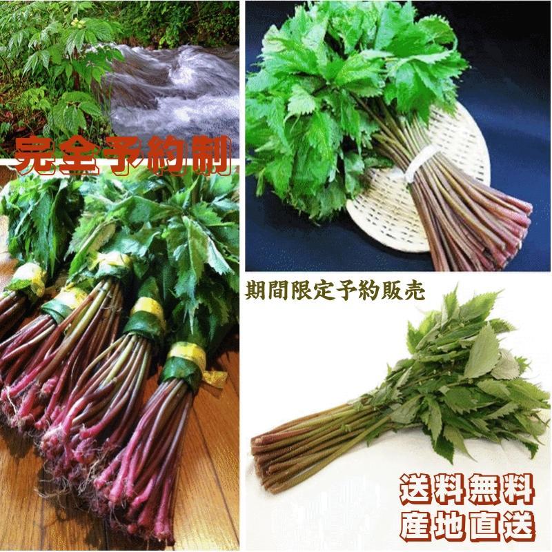 天然山菜 業務用 完全予約販売 秋田県産天然みず ウワバミソウ ３0Kg 産地直送 送料無料の画像