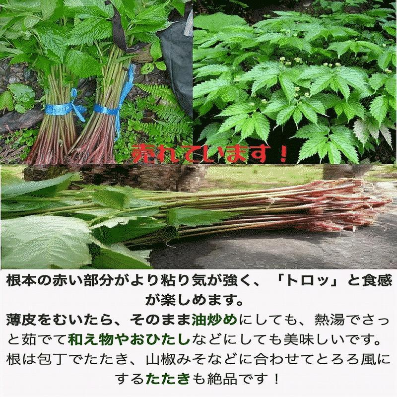 天然山菜 業務用 完全予約販売 秋田県産天然みず ウワバミソウ ３0Kg 産地直送 送料無料の画像