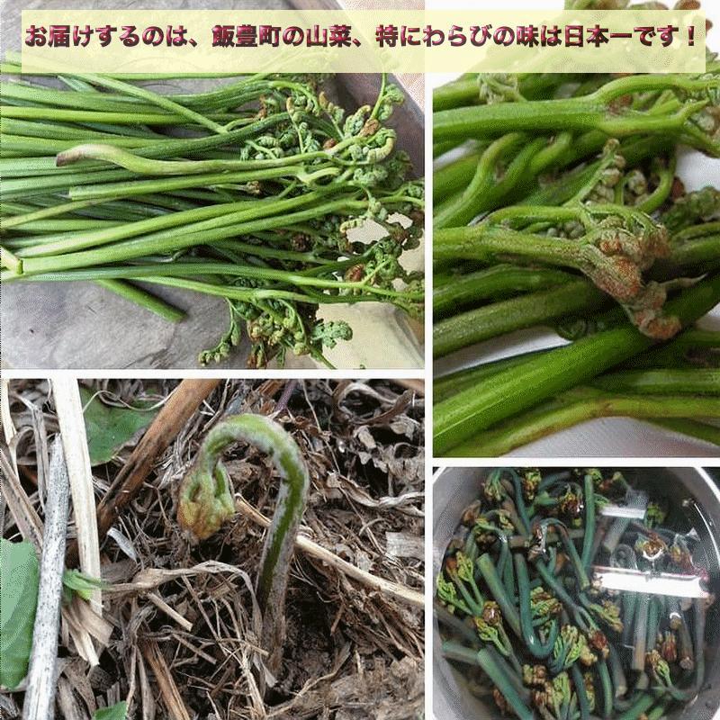 天然山菜 わらびの塩漬け 業務用 10Kg 自然の恵み 限定販売 山形県