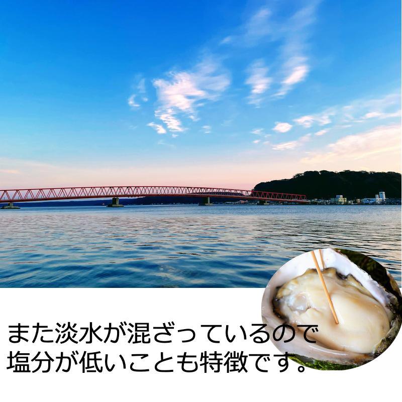 牡蠣 北海道厚岸産 殻付き生牡蠣 4kg /箱 2Lサイズ 産地直送 送料無料｜cmtdesign｜13