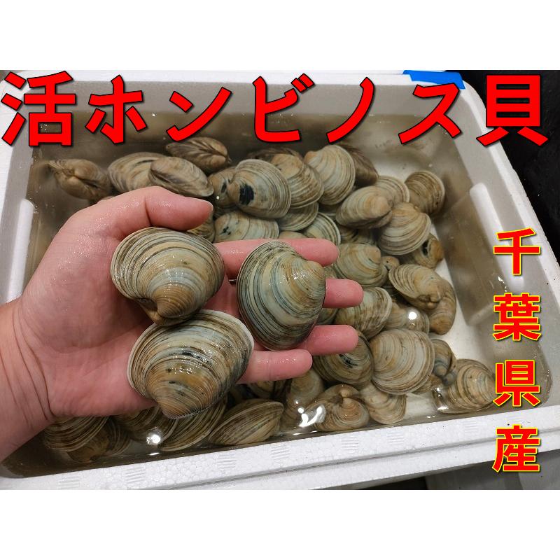 無料長期保証 活ホンビノス貝 １粒70 80g 1kg 千葉県産 q