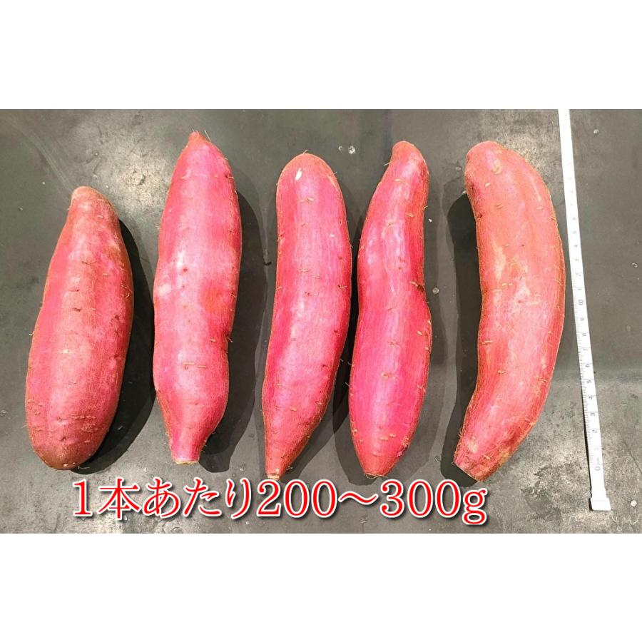 千葉県産  シルクスイート M さつまいも シルクスイート 千葉県産 A品 約4.5kg Mサイズ