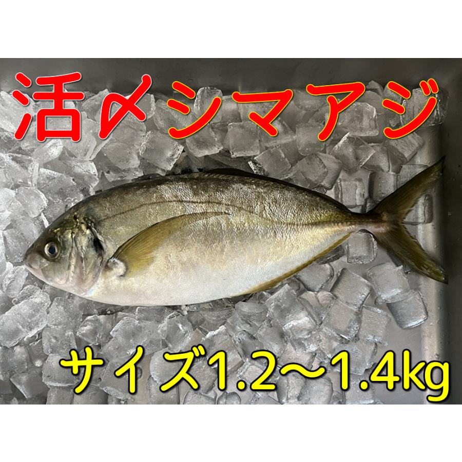 活〆 シマアジ 縞鯵1.2〜1.4kg 養殖 下処理可 : うまいさかな