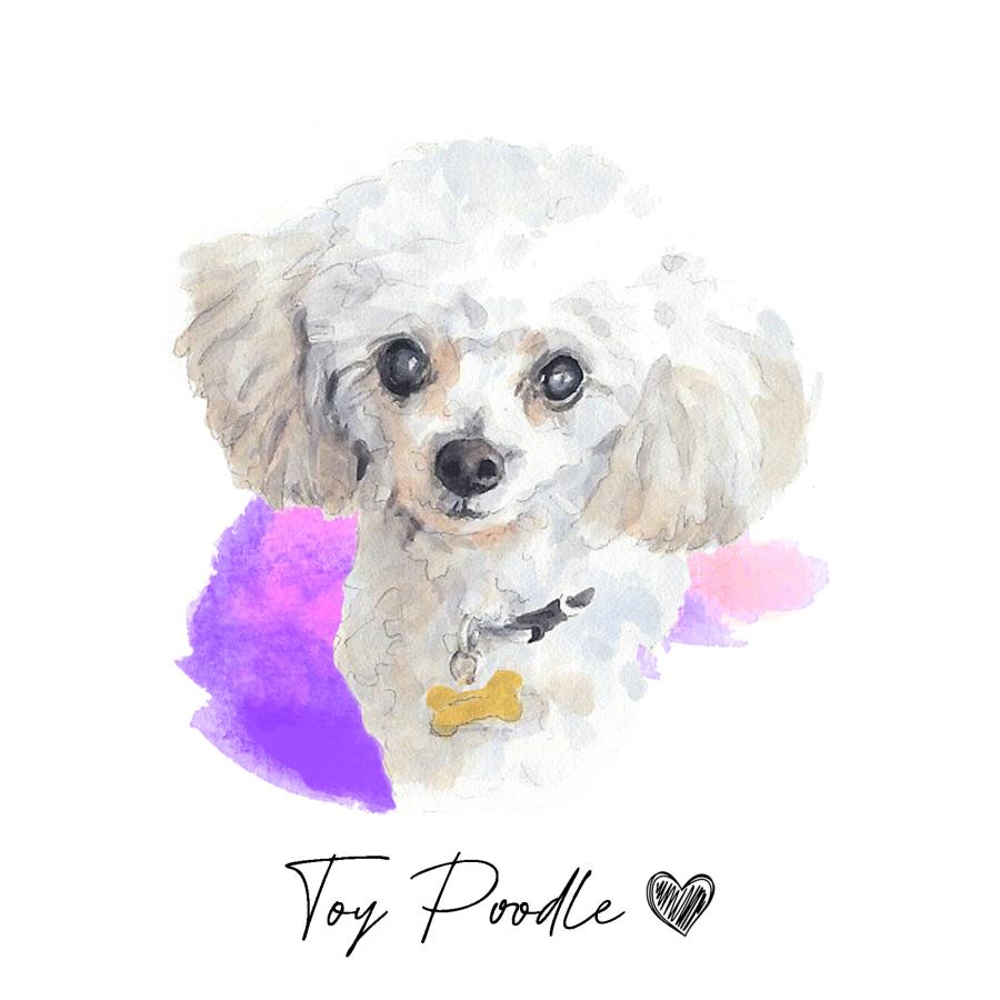 ポストカード【 TOY POODLE / トイプードル 】イラスト アート 水彩画