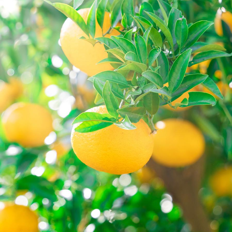 ★KIXBEER はっさくビール6本＆6種各1本 12本セット【ペールエール、アンバーエール、ヴァイツェン、ヴァイツェンボック、デュンケル、小麦のラガー】 |  | 03