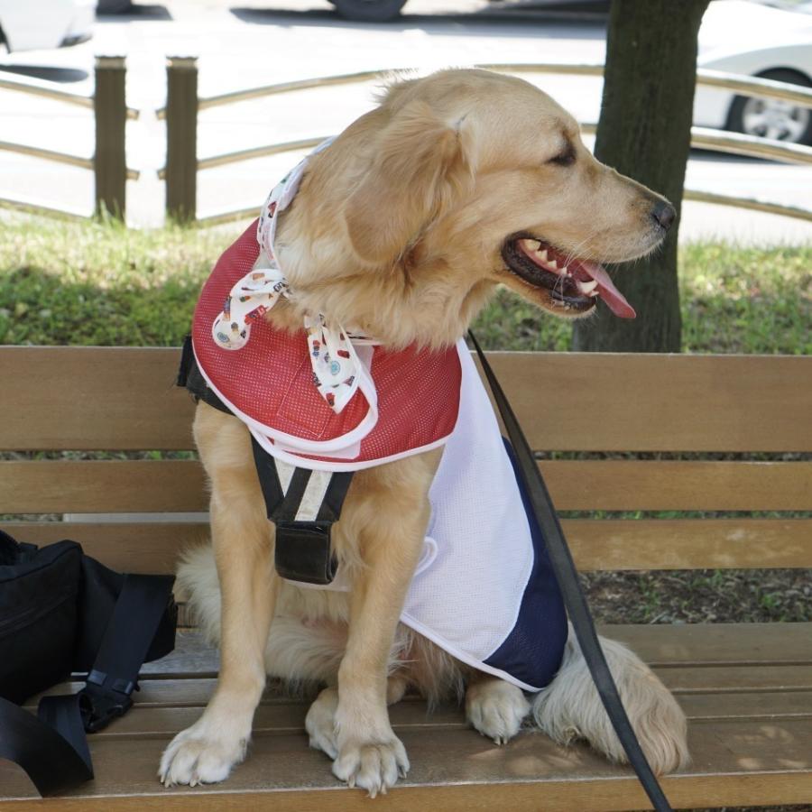 専用　クール犬服　大型犬 llp-3101-o.jpg