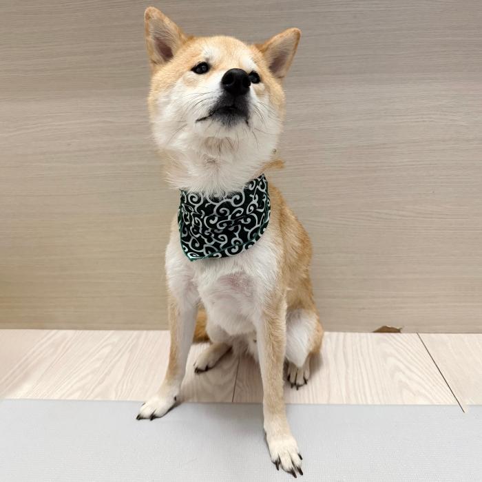 犬 服 バンダナ スカーフ 唐草模様 S 春 夏 秋 冬 アクセサリー 雑貨 小型犬 中型犬 大型犬 doggystar ドッギースター |  | 11