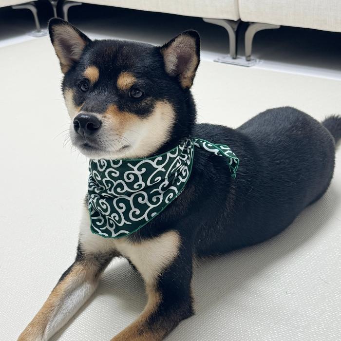 犬 服 バンダナ スカーフ 唐草模様 S 春 夏 秋 冬 アクセサリー 雑貨 小型犬 中型犬 大型犬 doggystar ドッギースター |  | 12
