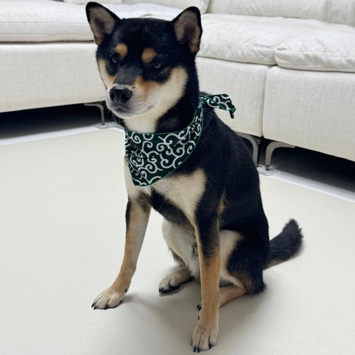 犬 服 バンダナ スカーフ 唐草模様 S 春 夏 秋 冬 アクセサリー 雑貨 小型犬 中型犬 大型犬 doggystar ドッギースター |  | 13