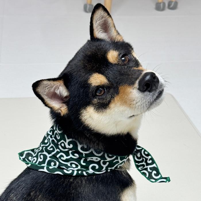 犬 服 バンダナ スカーフ 唐草模様 S 春 夏 秋 冬 アクセサリー 雑貨 小型犬 中型犬 大型犬 doggystar ドッギースター |  | 14