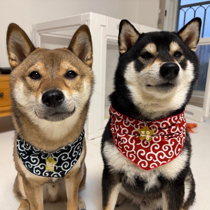 犬 服 バンダナ スカーフ 唐草模様 S 春 夏 秋 冬 アクセサリー 雑貨 小型犬 中型犬 大型犬 doggystar ドッギースター |  | 16
