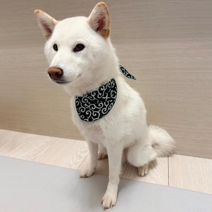 犬 服 バンダナ スカーフ 唐草模様 S 春 夏 秋 冬 アクセサリー 雑貨 小型犬 中型犬 大型犬 doggystar ドッギースター |  | 08