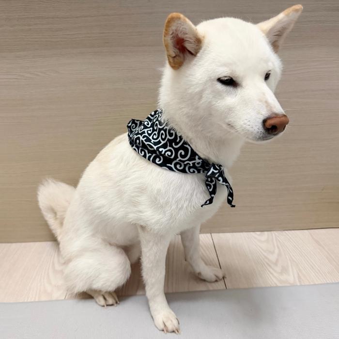 犬 服 バンダナ スカーフ 唐草模様 S 春 夏 秋 冬 アクセサリー 雑貨 小型犬 中型犬 大型犬 doggystar ドッギースター |  | 09