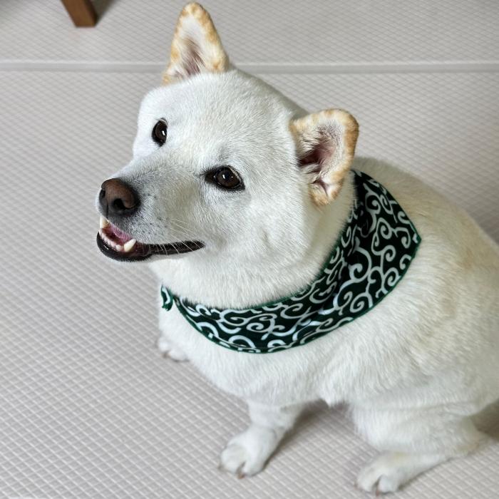 犬 服 バンダナ スカーフ 唐草模様 S 春 夏 秋 冬 アクセサリー 雑貨 小型犬 中型犬 大型犬 doggystar ドッギースター |  | 10