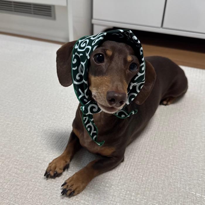 ダックスフンド S M バンダナ スカーフ 唐草模様 春夏秋冬 アクセサリー 雑貨 doggystar ドッギースター |  | 12