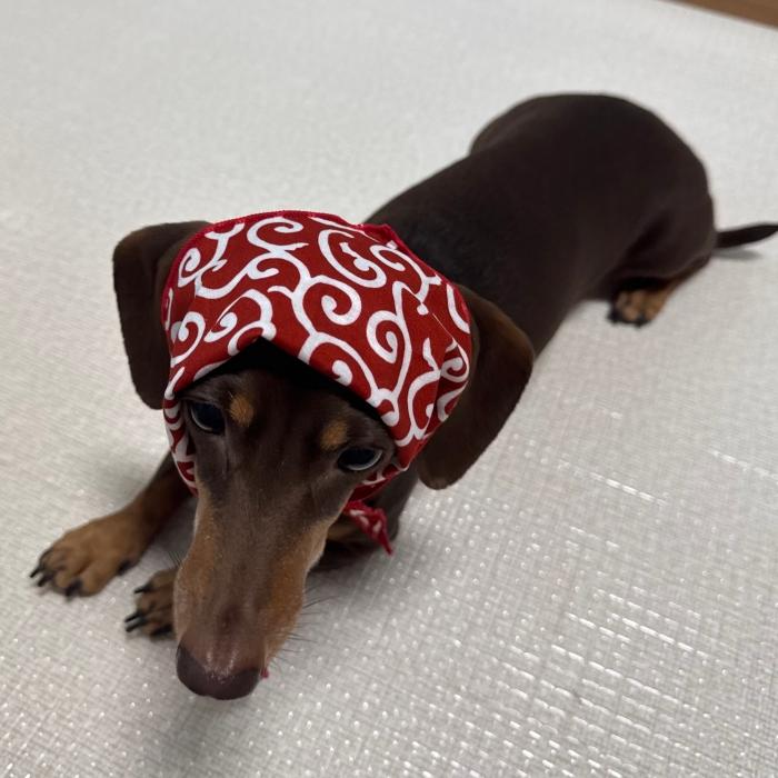 ダックスフンド S M バンダナ スカーフ 唐草模様 春夏秋冬 アクセサリー 雑貨 doggystar ドッギースター |  | 09