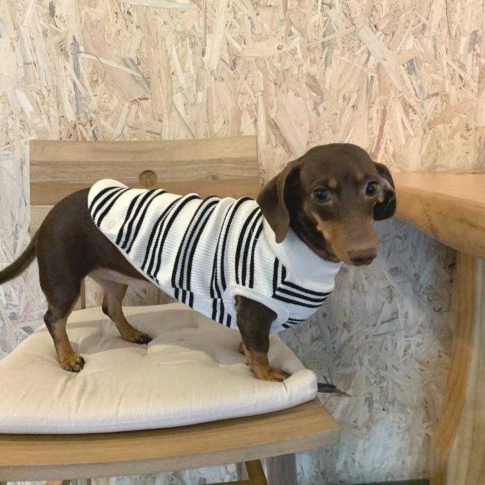 DAKS ダックスフンド 服 ストライプ ボーダー Tシャツ 小型犬