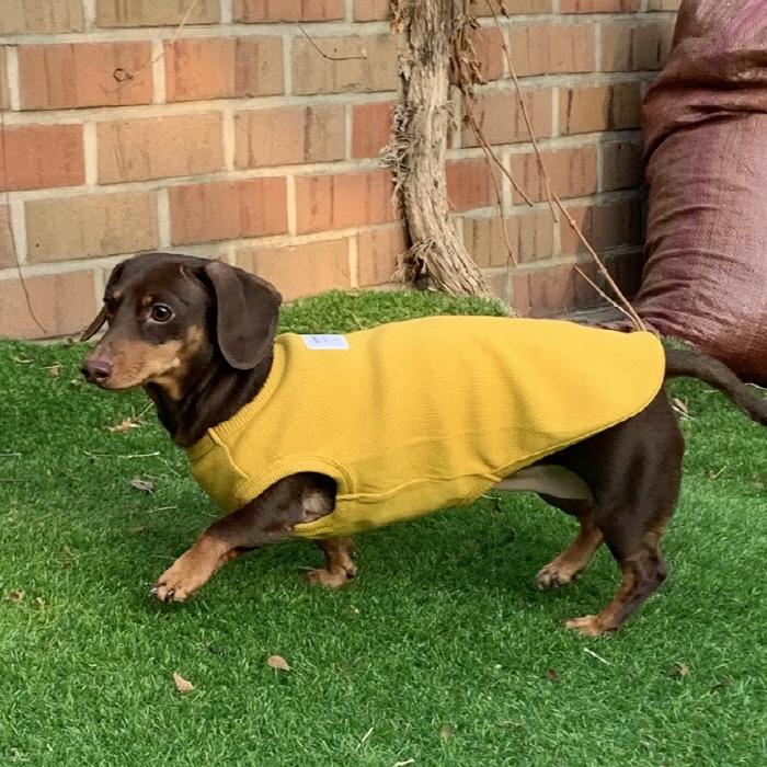 ダックスフンド 服 Tシャツ 無地 小型犬 中型犬 春夏秋冬