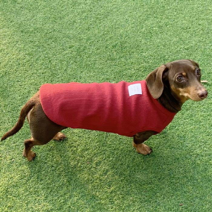 ダックスフンド 服 Tシャツ 無地 小型犬 中型犬 春夏秋冬
