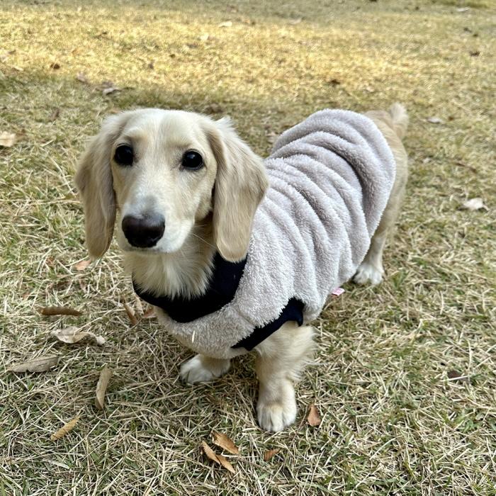 ダックスフンド 服 Tシャツ ポケットボア 小型犬 中型犬 冬 ダックス おしゃれ 犬 洋服 doggystar ドッギースター |  | 11