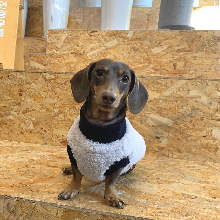 ダックスフンド 服 Tシャツ ポケットボア 小型犬 中型犬 冬 ダックス おしゃれ 犬 洋服 doggystar ドッギースター |  | 18