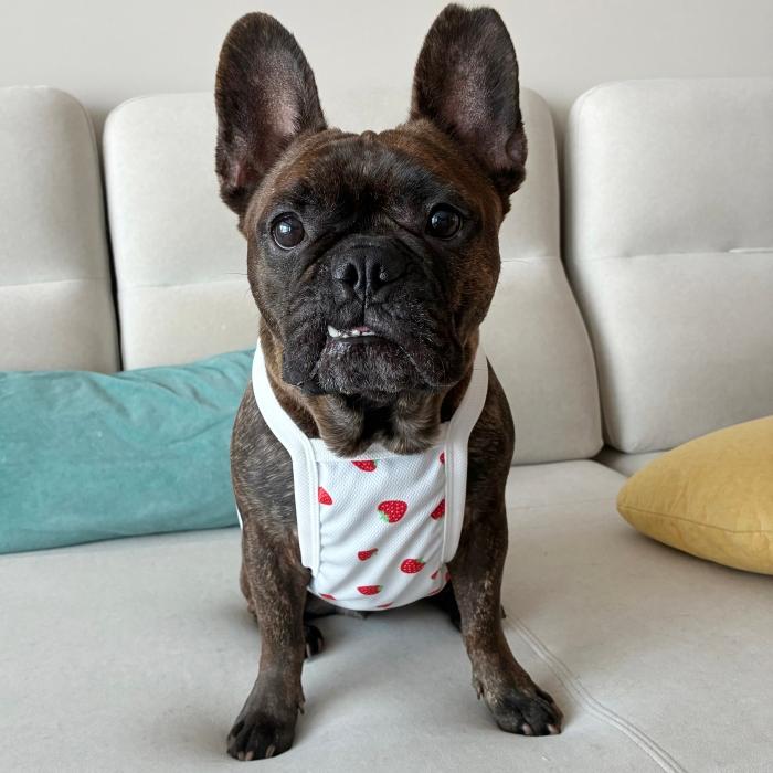 フレブル服 吸汗速乾 いちご メッシュ クロップド タンクトップ L XL 2XL 3XL 4XL 5XL 中型犬 大型犬 フレンチブルドッグ 夏 doggystar ドッギースター |  | 11