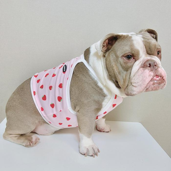 フレブル服 吸汗速乾 いちご メッシュ クロップド タンクトップ L XL 2XL 3XL 4XL 5XL 中型犬 大型犬 フレンチブルドッグ 夏 doggystar ドッギースター |  | 13