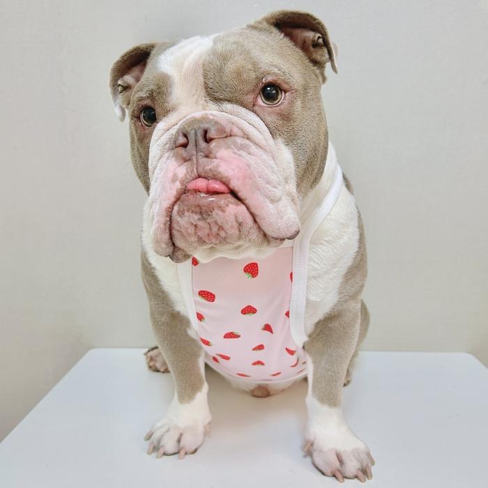 フレブル服 吸汗速乾 いちご メッシュ クロップド タンクトップ L XL 2XL 3XL 4XL 5XL 中型犬 大型犬 フレンチブルドッグ 夏 doggystar ドッギースター |  | 14