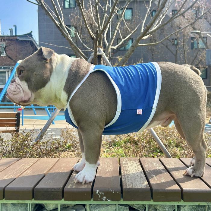 フレブル服 接触冷感 ひんやり クール スポーツ クロップド タンクトップ L XL 2XL 3XL 4XL 5XL 中型犬 大型犬 フレンチブルドッグ 夏 doggystar ドッギースター |  | 17