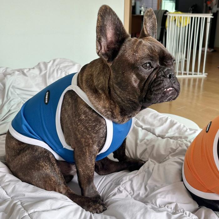フレブル服 接触冷感 ひんやり クール スポーツ クロップド タンクトップ L XL 2XL 3XL 4XL 5XL 中型犬 大型犬 フレンチブルドッグ 夏 doggystar ドッギースター |  | 18