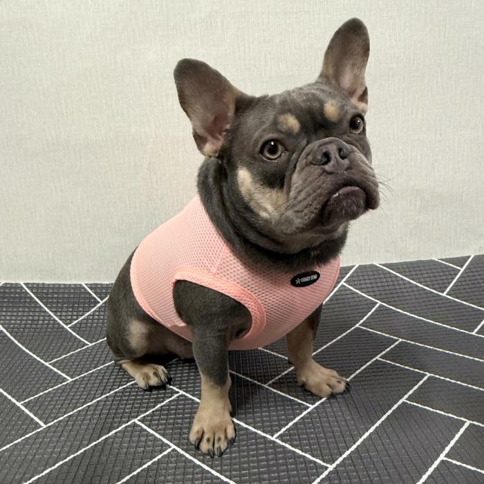 フレブル服 接触冷感 メッシュ クール クロップド タンクトップ ひんやり L XL 2XL 3XL 4XL 5XL 中型犬 大型犬 フレンチブルドッグ 夏 doggystar ドッギースター |  | 16
