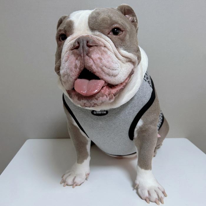 フレブル服 ヒョウ柄 タンクトップ レオパード L XL 2XL 3XL 4XL 5XL 中型犬 大型犬 フレンチブルドッグ パグ  夏 doggystar ドッギースター |  | 16