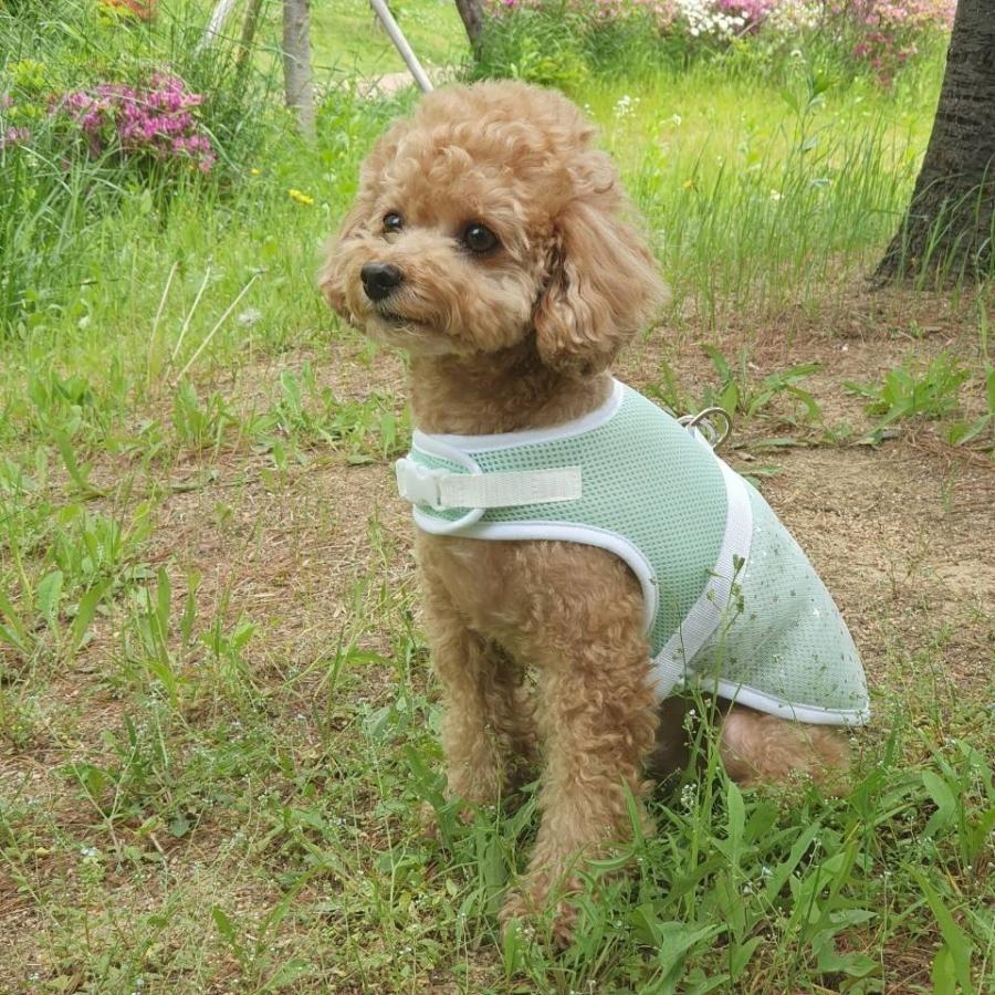 犬 保冷剤 冷却 ハーネス S M L XL 犬用ハーネス 胴輪 ペット用 犬服 小型犬 中型犬 メッシュ クールベスト 犬 猫 熱中症対策 doggystar ドッギースター｜cockerpapa｜08