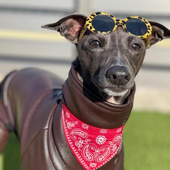 イタグレ 服 レザーミンク ロンパース 起毛 小型犬 中型犬 大型犬 秋