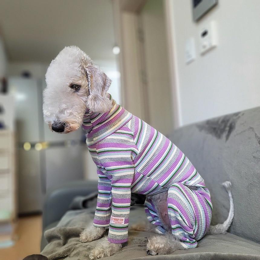 ベドリントンテリア 服 春 夏 秋 冬 ボーダー ロンパース 2xl ウィペット イタリアン グレーハウンド イタグレ 犬服 Doggystar ドッギースター Ig10 2 Cockerpapa Doggystar 通販 Yahoo ショッピング