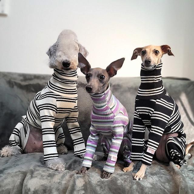 黒のボーダーロンパース イタグレ服 犬服 ハンドメイド 【公式通販】