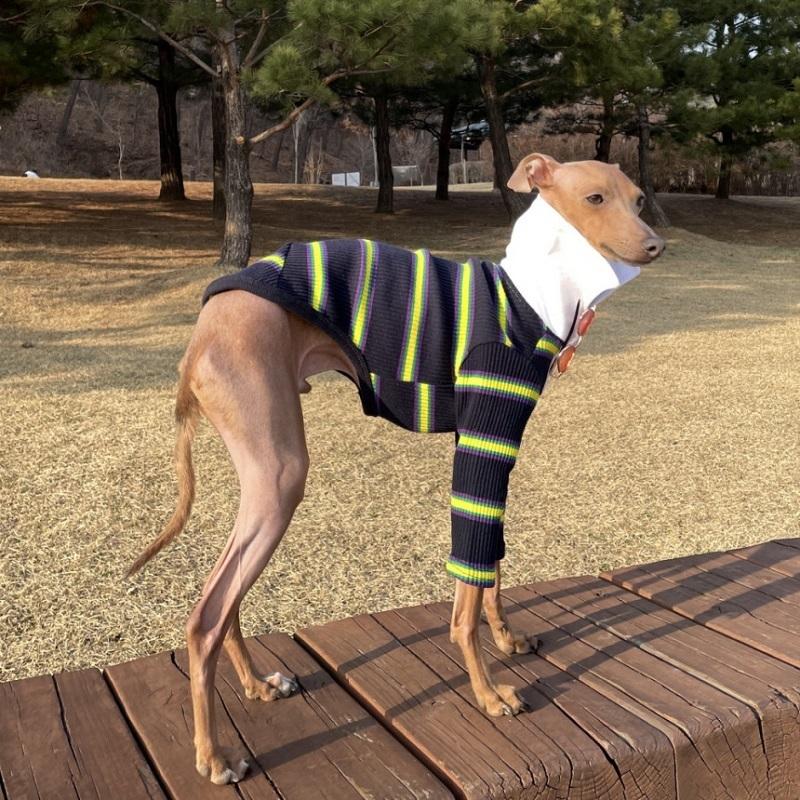 イタグレ 服 ラガーシャツ イタリアングレーハウンド 犬服 イタグレ 服 ラガーシャツ イタリアングレーハウンド 犬服